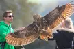 Award Winning Falconry Experience: Two-Hour Bird of Prey for 1, 2 or 4 @Mercer Falconry (Up to 78% Off) - Image 7