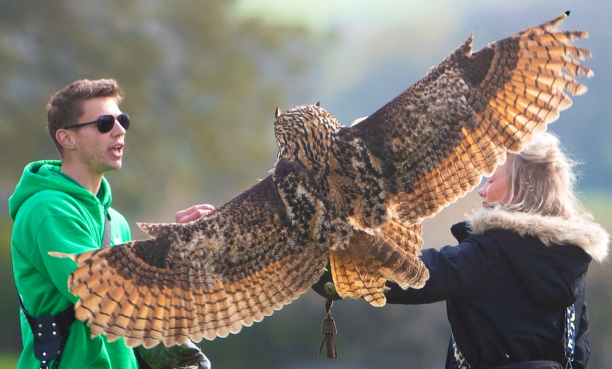 Image 8: Experience the Thrill: Two-Hour Birds of Prey Adventure for 1, 2, or 4
