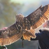 Image 8: Experience the Thrill: Two-Hour Birds of Prey Adventure for 1, 2, or 4