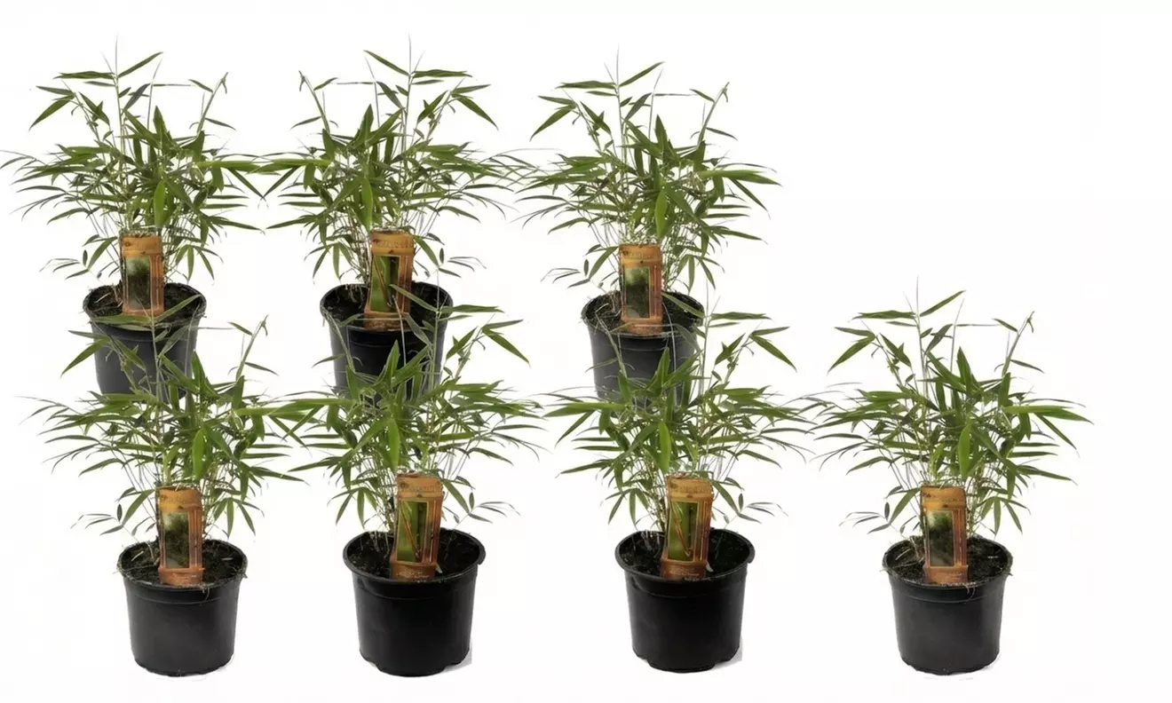 1 o 2 piante Fargesia 'Red Dragon'