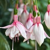 Image 5: Up to 20 Mixed Summer-Flowering Fuchsia Plants