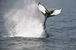 Provincetown Whale Watch for One from Captain John Boats - Up to 31% Off - Second Medium