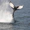 Image 4: Three+ Hours of Scenic Whale Watching at Captain John Boats