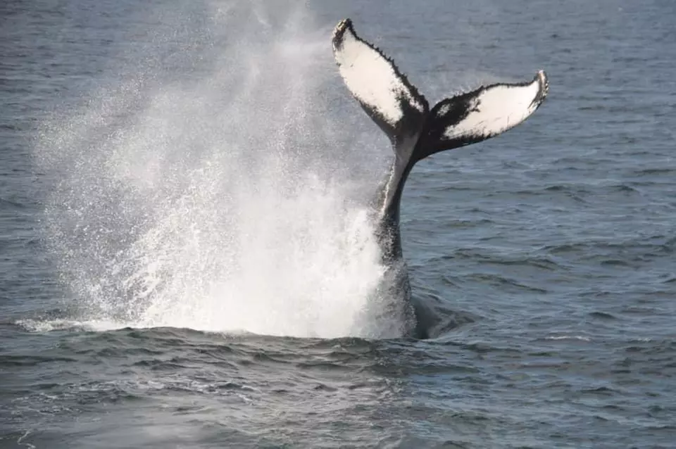 
Whale Watching Adventure in Provincetown – One Ticket