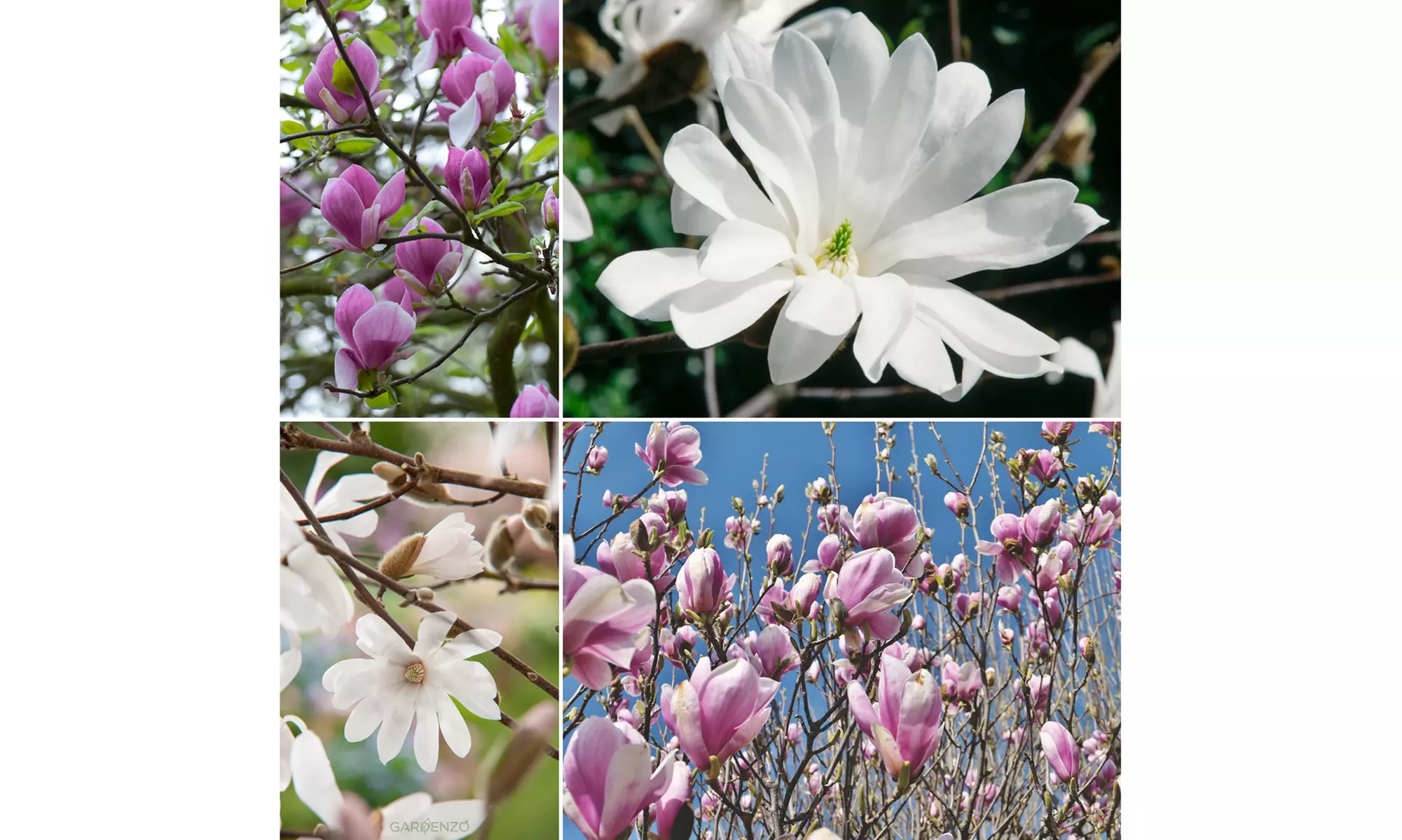 3x oder 6x Magnolien