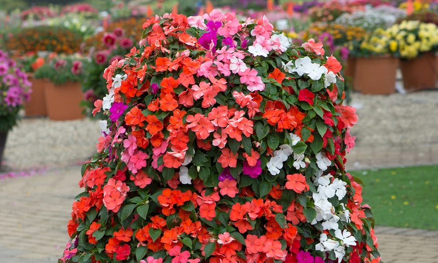 Image 4: Busy Lizzie 'Beacon' Garden-Ready Plants