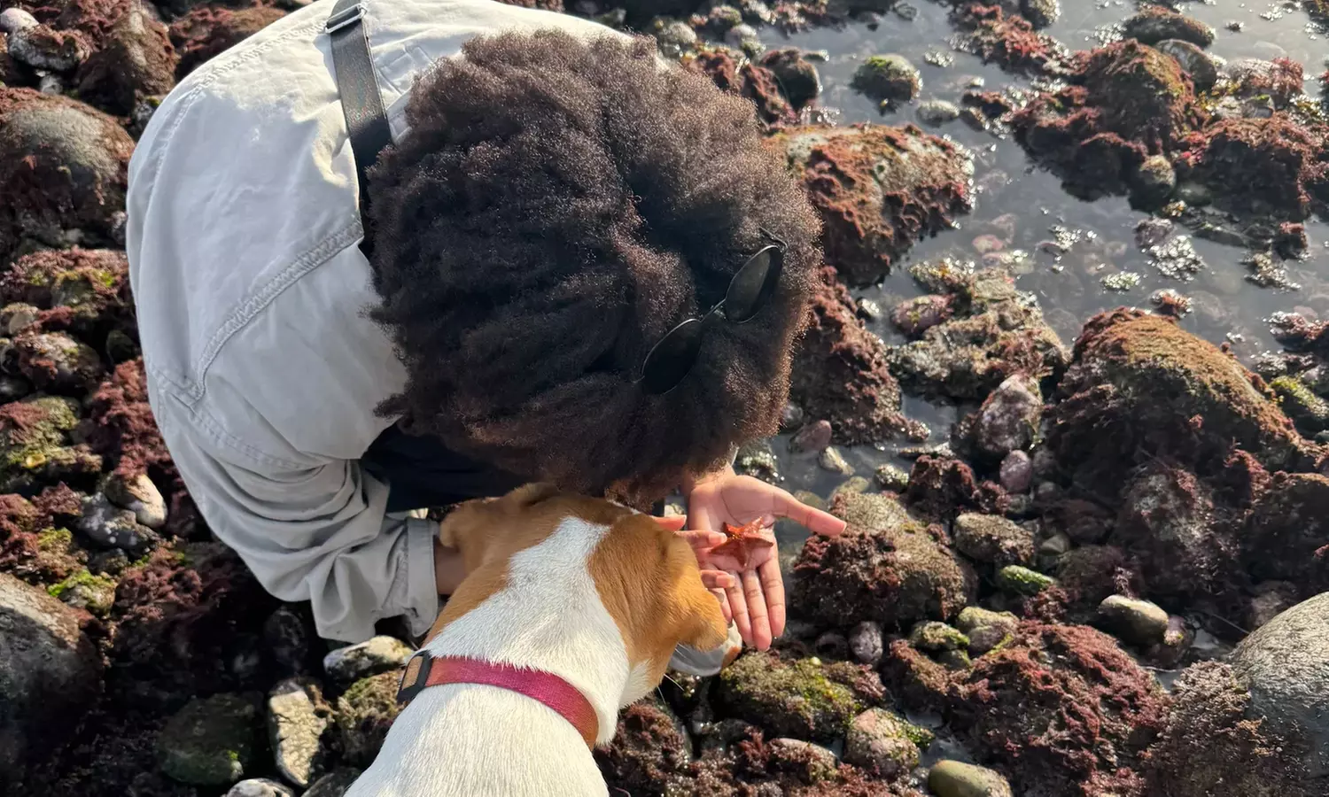 Enjoy 2-Hour Tidepooling Tour for One Adult or Child