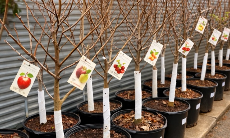 Image 5: 31% Off Plants and Gardening Supplies at Garden World