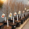Image 5: 31% Off Plants and Gardening Supplies at Garden World