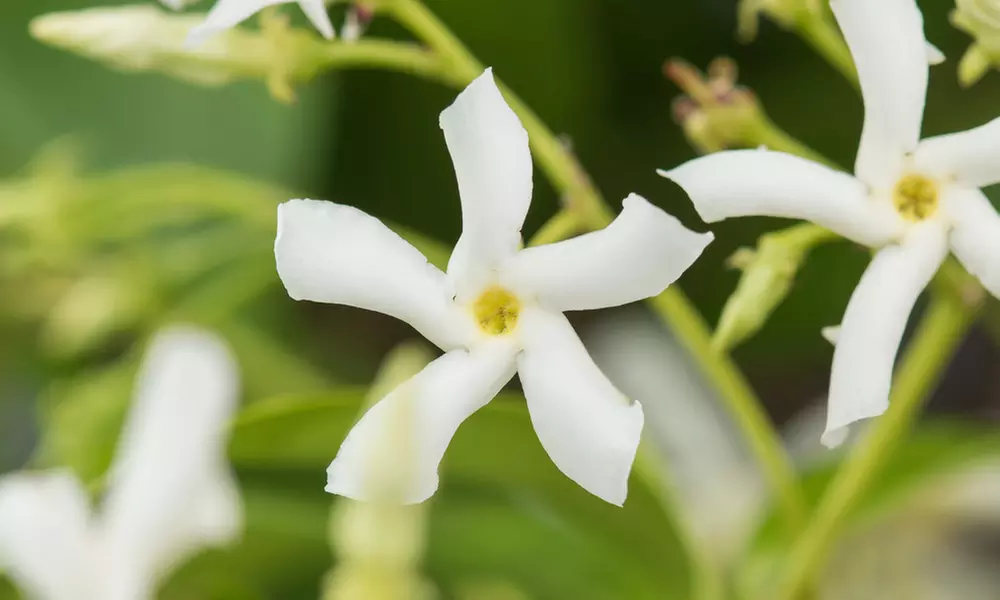 Set de 3 o 6 plantas de jazmín toscano, listas para plantar