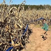 Image 2: 42% Off Corn Maze and Pumpkin Patch at Chesterfield Berry Farm