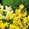 Image 1: 35 or 70 Narcissus Miniature Mixed Spring Flowering Bulbs 