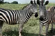 Zoo Admission or 2.5 Hour VIP Animal Encounter Experience at Georgia Untamed Zoo (Up to 40% Off) - Second Medium