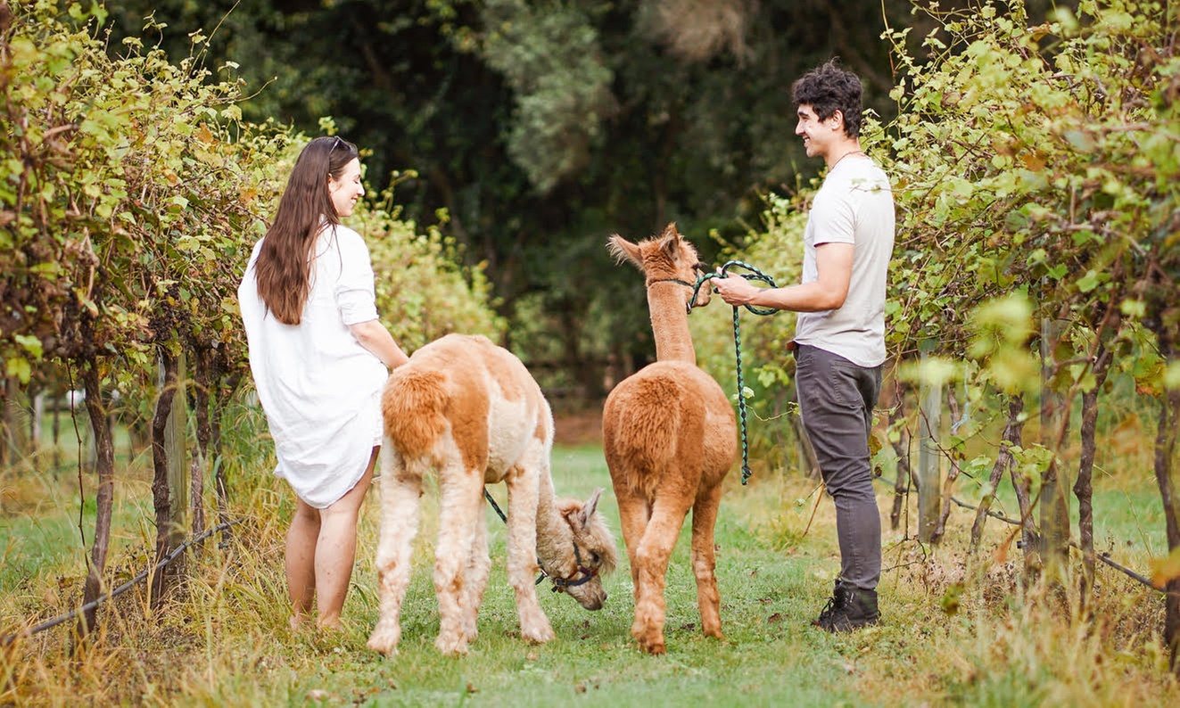 30-Min Alpaca VIP Experience: Alpaca w/ Lanyard & $5 Voucher for 1-6