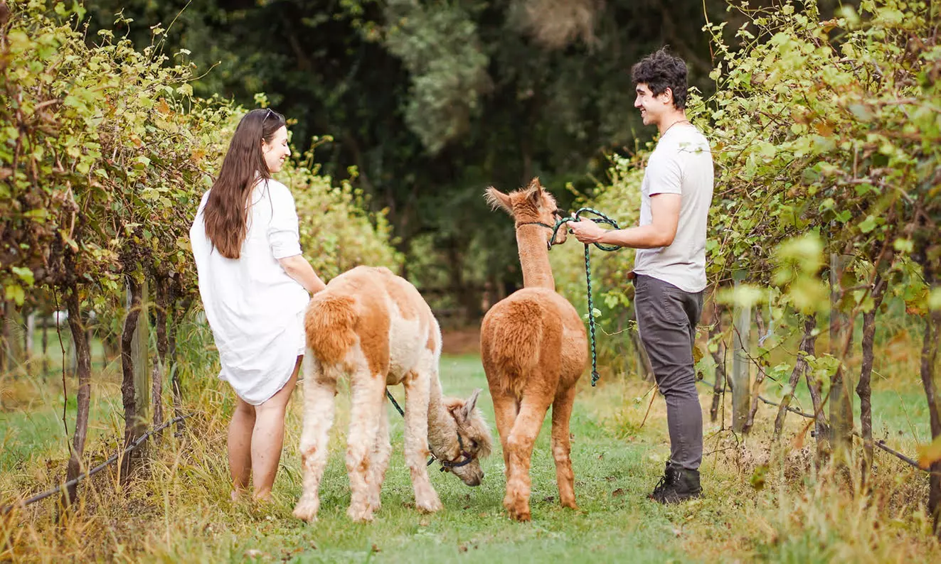 30-Min Alpaca VIP Experience: Alpaca w/ Lanyard & $5 Voucher for 1-6