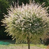 Image 1: Saule ornemental "Salix Integra Flamingo"