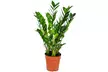 1 ou 2 plantes Zamioculcas Zamiifolia, hauteur au choix, livrés en pot de culture - Image 5