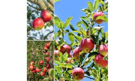 OH2 Ensemble de 3 arbres fruitiers , Cerisiers aigre Schattenmorelle