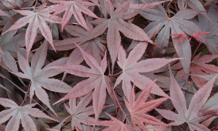 Image 6: Mixed Japanese Acer Palmatum Potted Plants