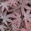 Image 6: Mixed Japanese Acer Palmatum Potted Plants