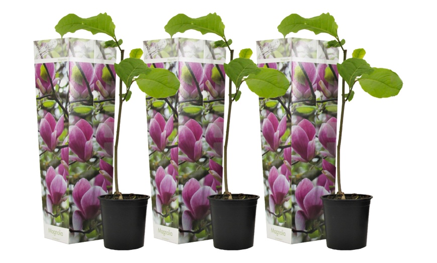 Image 7: 3er-Set Stern-Magnolien, Tulpen-Magnolie oder Magnolie „Susan