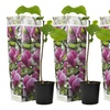 Image 7: 3er-Set Stern-Magnolien, Tulpen-Magnolie oder Magnolie „Susan