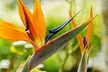 Exotic Bird of Paradise Plants + Optional Grey Patio Planter - Image 5