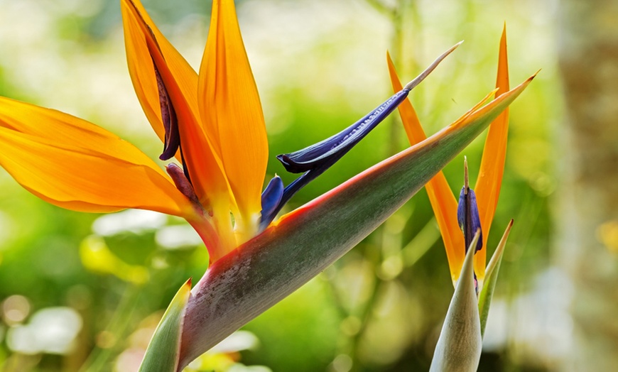 Image 5: Exotic Bird of Paradise Plants + Optional Grey Patio Planter