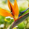 Image 5: Exotic Bird of Paradise Plants + Optional Grey Patio Planter
