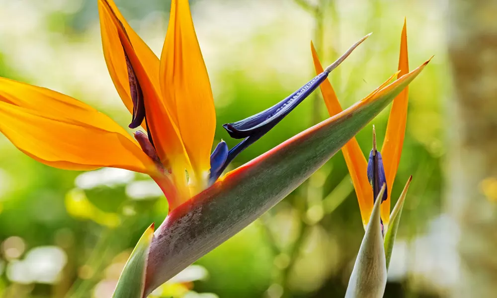 Exotic Bird of Paradise Plants + Optional Grey Patio Planter