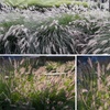 Image 1: Herbe aux écouvillons "Pennisetum alopecuroides 'Hameln'"