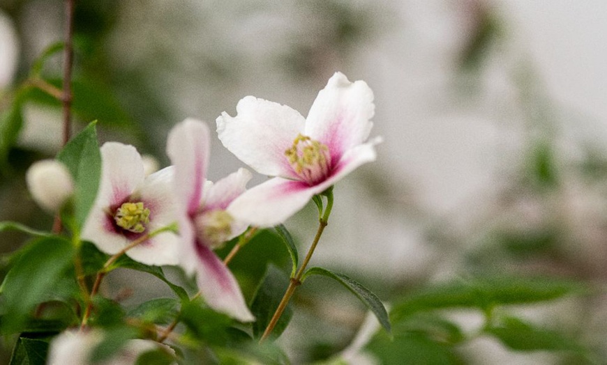 Image 6: 1 or 2 Philadelphus Petite Perfume Pink Potted Plants