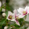 Image 6: 1 or 2 Philadelphus Petite Perfume Pink Potted Plants