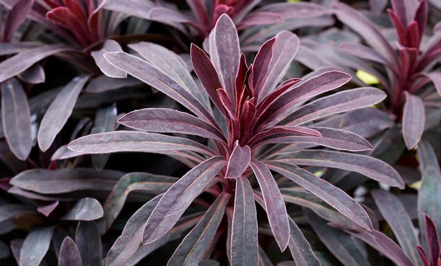 Image 2: Euphorbia Miner's Merlot, Hardy Perennial with Dark Purple Foliage