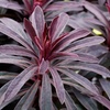 Image 2: Euphorbia Miner's Merlot, Hardy Perennial with Dark Purple Foliage