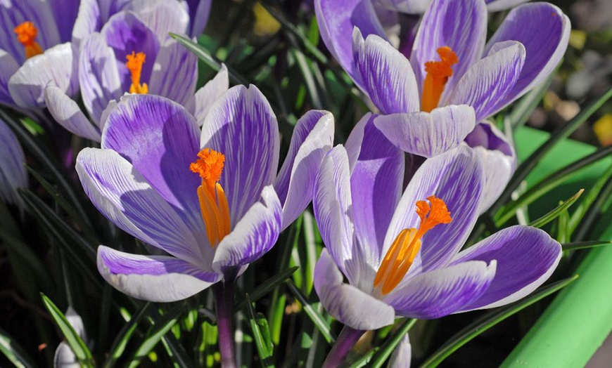 Image 6: Spring Lasagne Bulb Collection 75 Bulbs + Optional Patio Pot & Compost