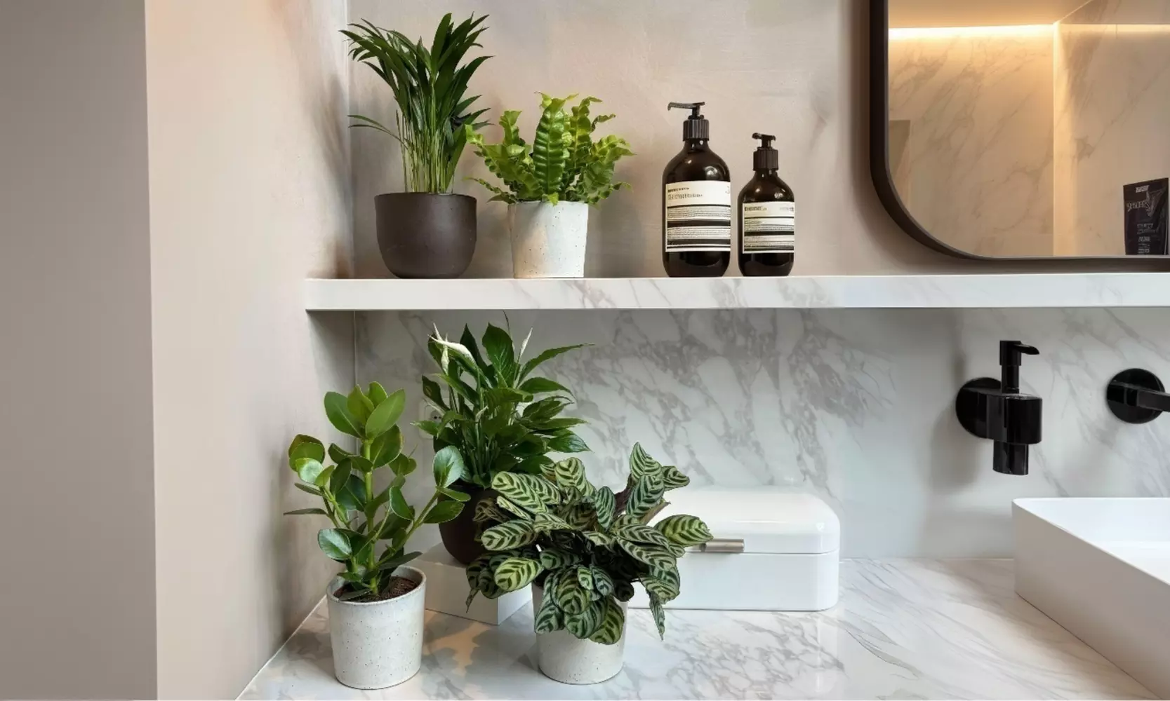 5er-Set Zimmerpflanzen mit luftreinigenden Eigenschaften