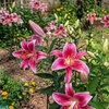Image 11: Graduation Flower Bulb Collections