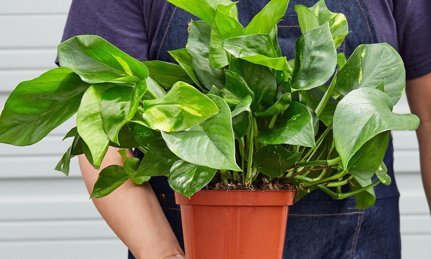 Image 9: Breathe Easier: Golden Pothos – Air-Purifying & Simple Care from House Plant Shop with Free Shipping Up to 15% Off
