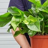 Image 9: Golden Pothos in 4", 6", and 8" Sizes with Free Shipping – Air-Purifying & Simple Care Plant Up to 15% Off