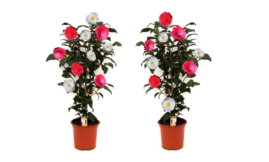 Image 5: 1 of 2 Camellia struiken