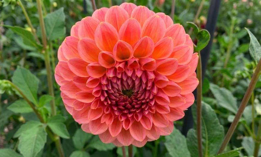 Image 5: Dahlia Kaleidoscope Mix