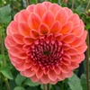 Image 5: Dahlia Kaleidoscope Mix