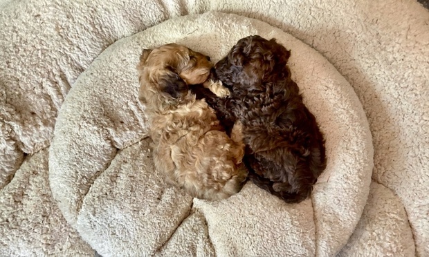 Afternoon tea spread with sandwiches, scones, and cakes on a table in a dog-friendly cafe.