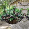 Image 1: Up to Three Blackberry 'Black Cascade' Potted Plants