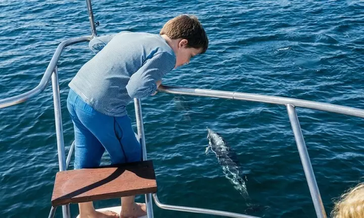 Crucero de 2 horas en yate para avistamiento de delfines con bebida