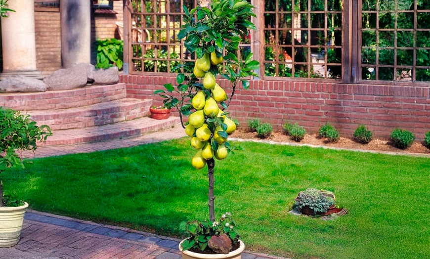 Image 2: 1 of 2 sets van 4 zuilvormige fruitbomen