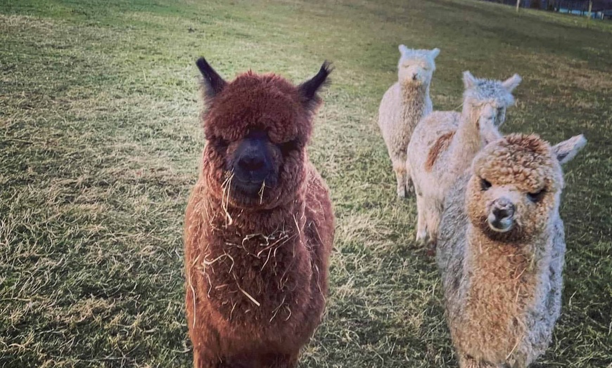 Image 9: Christmas Alpaca Meet and Feed with Santa Gift and Crafts