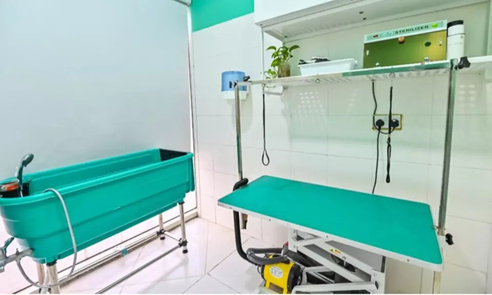 Veterinary Examination at Pet Connection Veterinary Clinic