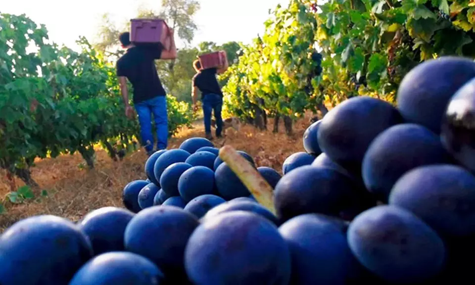 Visita a bodega de 1 hora y media con cata de vino para 2 o 4 personas